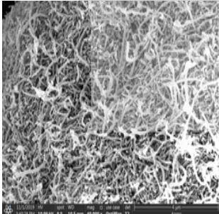 羟基化多壁碳纳米管(40-60nm）